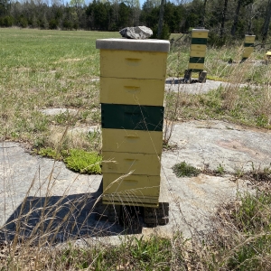 BeeKeeping | BeeKeeping Hives