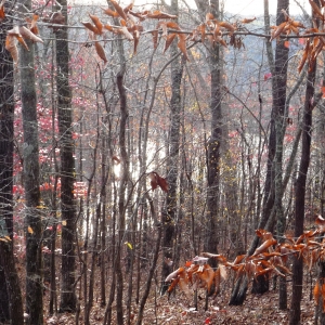 Center Hill Lake Tract 5 | Center Hill Lake Tract 5