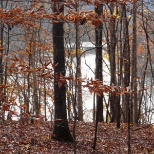 Center Hill Lake Tract 5 | Center Hill Lake Tract 5