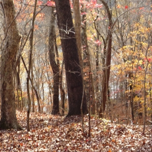 Center Hill Lake Tract 6 | Center Hill Lake Tract 6