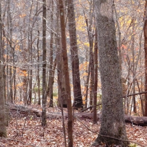 Center Hill Lake Tract 7 | Center Hill Lake Tract 7