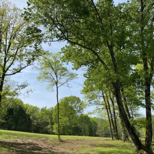 174 Old Milton Hill Rd  Auburntown TN | 174 Old Milton Hill Rd  Auburntown TN