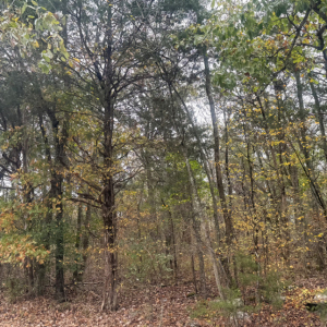 Fellowship Rd  Mt Juliet TN | Fellowship Rd  Mt Juliet TN