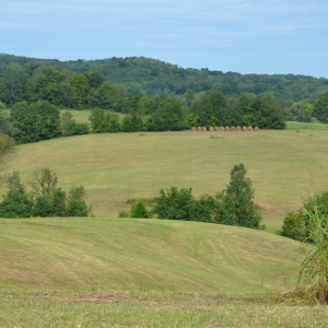 85 Beautiful Rolling Acres Selling in 16 Tracts | Beautiful Building Sites  2.65 acres to 14.53 Acres EaUtility Water, Soils Tested, Septic Approved, Internet Available