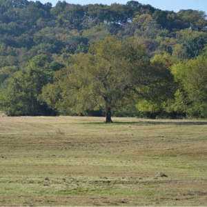 Pinhook Rd Absolute Auction | 51.57 Beautiful Acres selling in 5 TractsHillview Farm